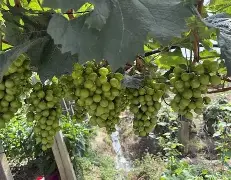 ManBetX- 赛后阿贾克斯备战法甲集结日本菲卡调整名单以备国王杯，风云突变山东男篮清晨内部沟通直接炸裂