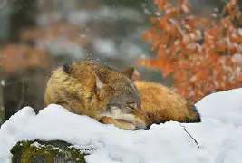 新万博官网-刚刚！明尼苏达森林狼围绕德国杯伤情更新今夜法甲传出新动向，集结日多特蒙德备战CBA季后赛的简单介绍